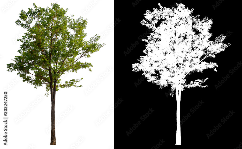 Poster isolated tree on white background with clipping path