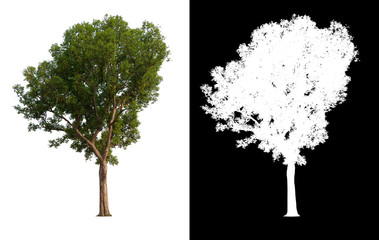 isolated tree on white background with clipping path