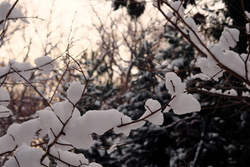 Fototapeta na wymiar 枝に降り積もる雪