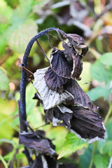 The crooked raspberry cane infected with blight