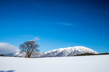 冬の小岩井農場一本桜	