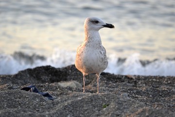 Seagull on the shore