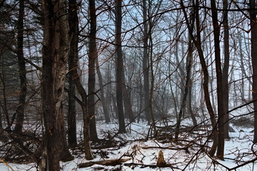 Fototapeta na wymiar The confederation trail during winter looking into the winter bare trees. 