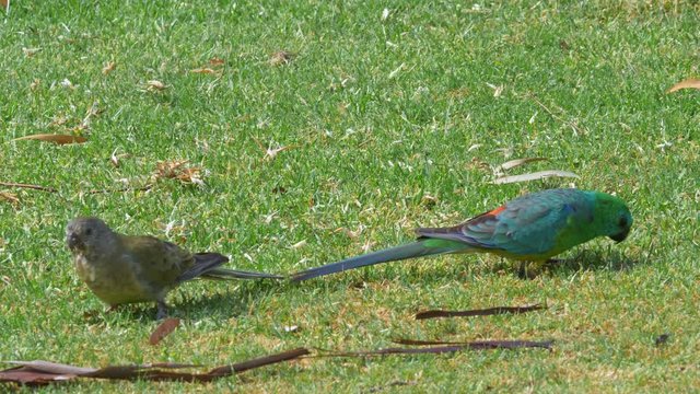 Male and Female Red-Rumped Parrots picking seeds from the Grass, static
