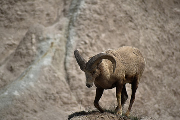 Fototapeta premium bighorn sheep at badlands national park