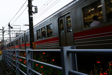 電車　コスモス　通勤　走っている電車