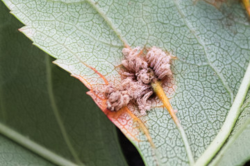 The macro view of erupted cedar hawthorn rust on a leaf