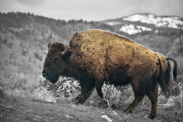bison in yellowstone national park © Matthew