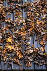Closeup of brown metal roof covered in dead maple leaves, wet fall day, Washington state, USA