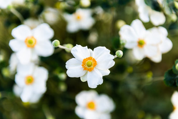 Naklejka na ściany i meble White Anemone windflower. White Flowers with Yellow in Center