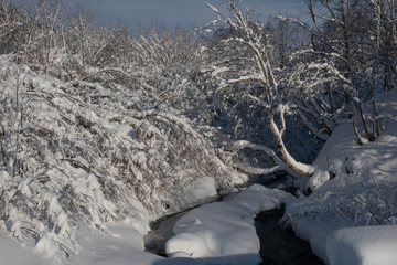 Majestic white spruces glowing by sunlight. Picturesque and gorgeous wintry scene. Happy New Year