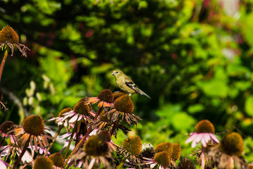 Naklejka premium yellow bird