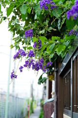 Fototapeta na wymiar デュランタ　紫色　花
