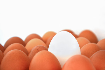 top view of one white egg surrounded by brown eggs on white background with copy space, leadership and different concept