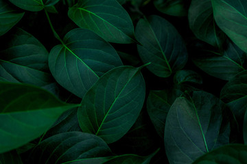 tropical leaves, abstract green leaves texture, nature background