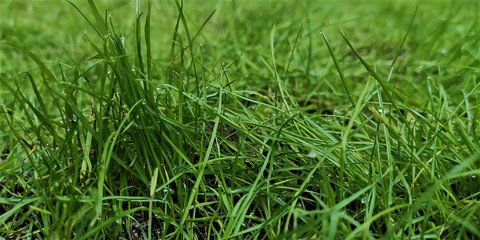 Gras