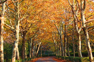 Fototapeta premium 晩秋の並木道