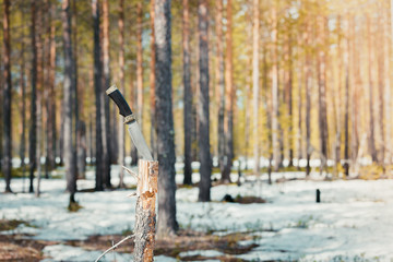 Hunting knife is stuck in sawn pine tree in the forest.