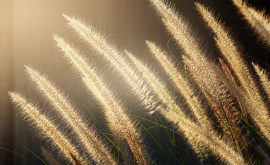Closeup dry grass with sunlight on dark background