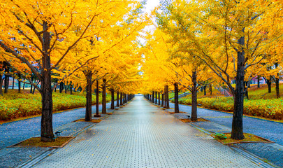 Long road  Yellow Ginkgo Tree Tunnel in Autumn at  Fukushima Japan