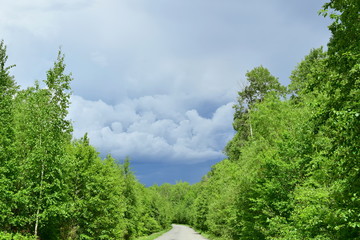 Dirt road in the green forest.