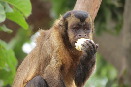 Macaco comendo