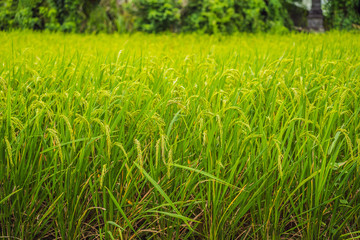 Rice field in sunrise time for background