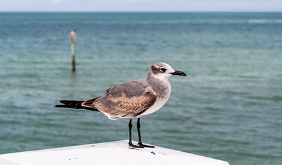 A seagull standing alone on a platform on a pier in Clearwater Beach, Florida, USA with the Gulf of Mexico in the background