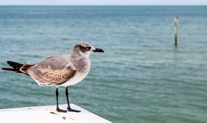 A seagull standing alone on a platform on a pier in Clearwater Beach, Florida, USA with the Gulf of Mexico in the background