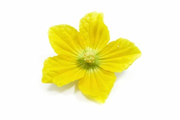 isolated beauty flower pumpkin fresh yellow color with white background