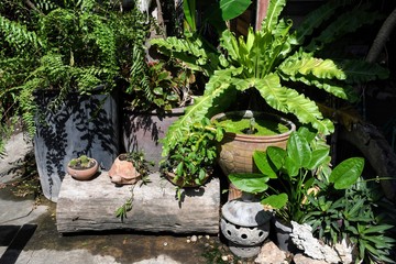 plants in garden