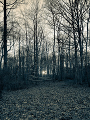 Fototapeta premium Trees in the forest in the Cleveland Mertroparks in Ohio