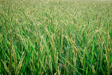 Green rice fields with water droplets