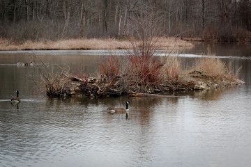 Flock of  Canadian Geese swimming in a pond in the Cleveland Metroparks.