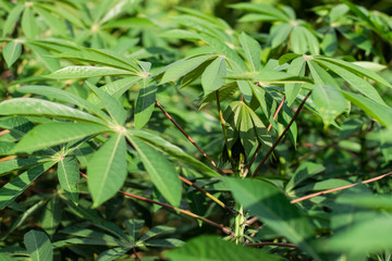 Green leaves cassava on branch tree