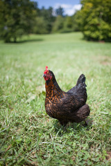 Chicken on the Mountain Farm