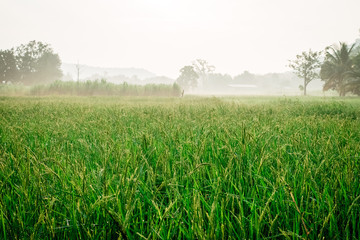 Green rice fields with water droplets