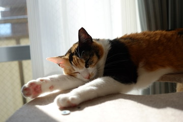 お昼寝にゃんこ