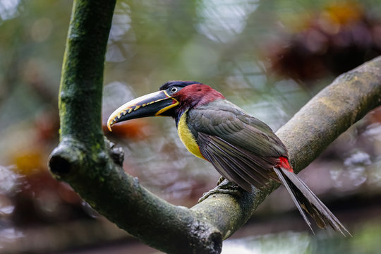 Close up of a Chestnut-eared Aracari perched on a branch in a garden, Pantanal Wetlands, Mato Grosso, Brazil