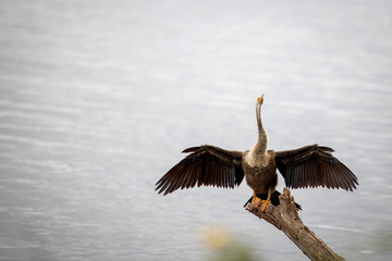 Anhinga 08