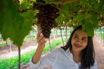 happy tourist girl in grapes garden