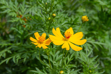 Yellow cosmos flowers