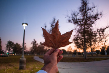 leaf of a tree in the fall