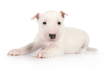 White Miniature Bull Terrier puppy lying on a white background