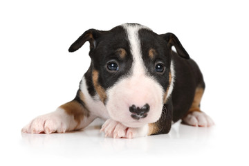 Cute Miniature Bull Terrier puppy lying on a white background