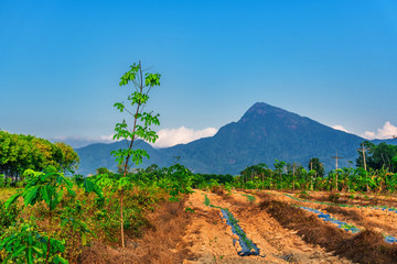 Para rubber tree, latex rubber plantation and tree rubber