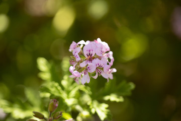 purple flowers in the garden