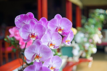 Top heavy-blooms of bright purple dendrobium orchids from Sukabumi , Indonesia