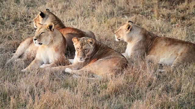 Pride of Lions in African savannah 
