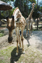 Two giraffes in a safari